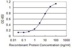 COMMD3 Antibody (2E2), Novus Biologicals 0.1 mg, Unconjugated:Antibodies,