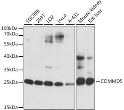 COMMD5 Antibody - Azide and BSA Free, Novus Biologicals 0.02 mL | Buy Online | Novus Biologicals | Fisher Scientific