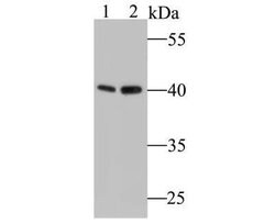 COP9, Rabbit anti-Human,Mouse,Rat, Clone: JE47-48, Novus Biologicals 100