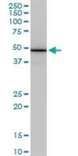 COP9 signalosome complex subunit 2 Antibody (4B12), Novus Biologicals 0.1