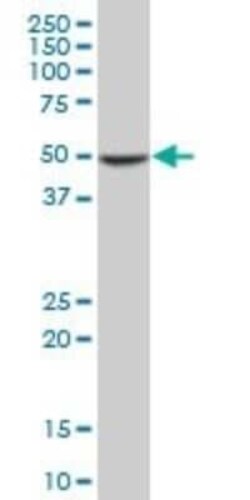 COP9 signalosome complex subunit 2 Antibody (4B12), Novus Biologicals 0.1