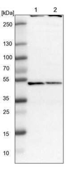 COP9 signalosome complex subunit 2 Antibody, Novus Biologicals 25 &mu;L;
