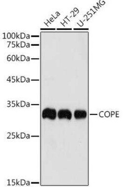 COPE Antibody - BSA Free, Novus Biologicals:Antibodies:Primary Antibodies