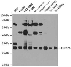 COPS7A Antibody - BSA Free, Novus Biologicals 0.1 mL, Unconjugated:Antibodies,
