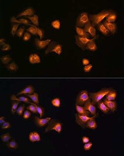 COPZ1 Antibody - Azide and BSA Free, Novus Biologicals:Antibodies:Primary