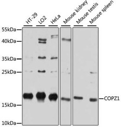 COPZ1 Antibody - Azide and BSA Free, Novus Biologicals:Antibodies:Primary