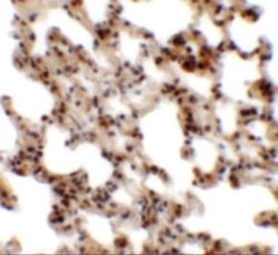 CORO7 Antibody - BSA Free, Novus Biologicals 0.1 mg | Buy Online | Novus Biologicals | Fisher Scientific