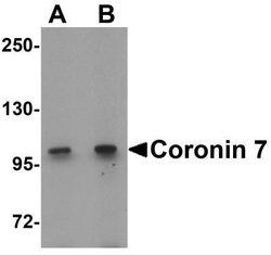 CORO7 Antibody - BSA Free, Novus Biologicals 0.1 mg | Buy Online | Novus Biologicals | Fisher Scientific