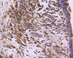 COX-1 Antibody (SC68-05), Novus Biologicals 100&mu;L:Antibodies, Monoclonal