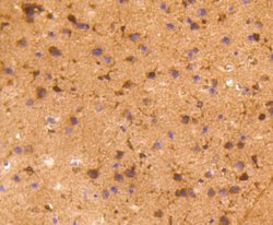 COX-1 Antibody (SC68-05), Novus Biologicals 100&mu;L:Antibodies, Monoclonal