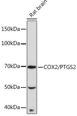 COX-2 Rabbit anti-Human, Mouse, Rat, Clone: 2V7G8, Novus Biologicals:Antibodies:Primary