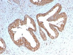 COX-2 Antibody (COX2/3232R) - Azide and BSA Free, Novus Biologicals 100