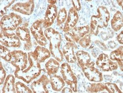 COX-2 Antibody (COX2/3320R) - Azide and BSA Free, Novus Biologicals 100 &mu;g | Buy Online | Novus Biologicals | Fisher Scientific