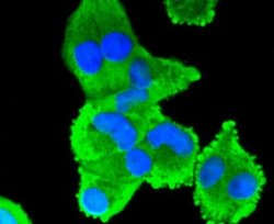 COX-2 Rabbit anti-Human, Mouse, Rat, Clone: SC56-06, Novus Biologicals