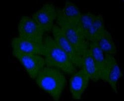COX-2 Rabbit anti-Human, Mouse, Rat, Clone: SC56-06, Novus Biologicals