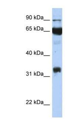 COX-1 Antibody, Novus Biologicals 100 &mu;g; Unconjugated:Antibodies, Polyclonal