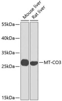 COX3 Antibody - BSA Free, Novus Biologicals 20 &mu;g; Unconjugated:Antibodies,