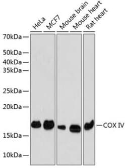 COX4 Rabbit anti-Human, Mouse, Rat, Clone: 9X9I0, Novus Biologicals 20