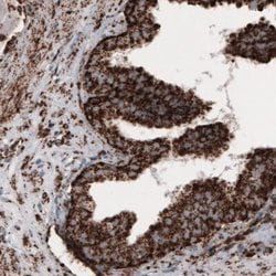 COX4 Antibody (CL3515), Novus Biologicals 25 &mu;L:Antibodies, Monoclonal
