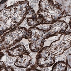 COX4 Antibody (CL3515), Novus Biologicals 25 &mu;L:Antibodies, Monoclonal