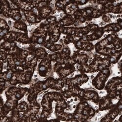COX4 Antibody (CL3515), Novus Biologicals 25 &mu;L:Antibodies, Monoclonal