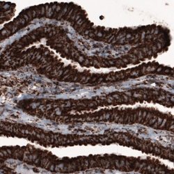 COX4 Antibody (CL3515), Novus Biologicals 25 &mu;L:Antibodies, Monoclonal