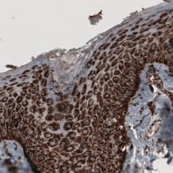 COX4 Antibody (CL3515), Novus Biologicals 25 &mu;L:Antibodies, Monoclonal