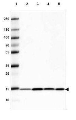 COX4 Antibody (CL3515), Novus Biologicals 25 &mu;L:Antibodies, Monoclonal