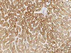 COX4-I1 Antibody, Novus Biologicals 50 &mu;g; Unconjugated:Anticorps, Polyclonal