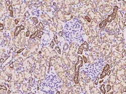 COX4-I1 Antibody, Novus Biologicals:Antibodies:Primary Antibodies
