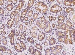 COX4-I1 Antibody, Novus Biologicals:Antibodies:Primary Antibodies