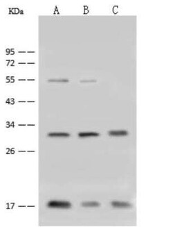 COX4-I1 Antibody, Novus Biologicals:Antibodies:Primary Antibodies