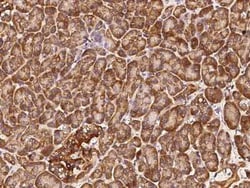 COX4NB Antibody, Novus Biologicals:Antibodies:Primary Antibodies