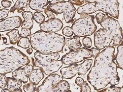 COX4NB Antibody, Novus Biologicals:Antibodies:Primary Antibodies