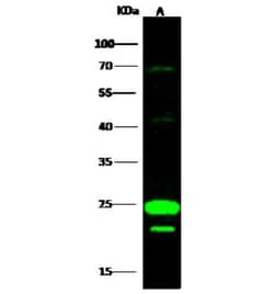 COX4NB Antibody, Novus Biologicals:Antibodies:Primary Antibodies
