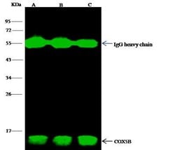 COX5b Rabbit anti-Human, Clone: 20, Novus Biologicals:Antibodies:Primary