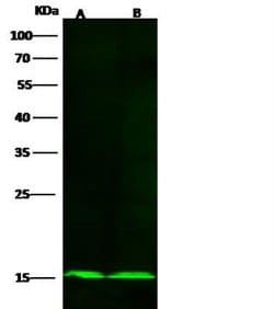 COX5b Rabbit anti-Human, Clone: 20, Novus Biologicals:Antibodies:Primary