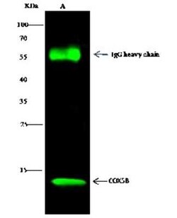 COX5b Antibody, Novus Biologicals:Antibodies:Primary Antibodies