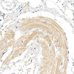 COX7A1 Antibody - Azide and BSA Free, Novus Biologicals 0.02 mL | Buy Online | Novus Biologicals | Fisher Scientific