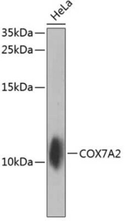 COX7A2 Antibody - BSA Free, Novus Biologicals 0.1 mL | Buy Online | Novus Biologicals | Fisher Scientific