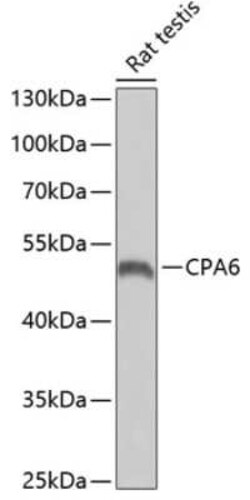 CPA6 Antibody - BSA Free, Novus Biologicals 0.02 mL | Buy Online | Novus Biologicals | Fisher Scientific