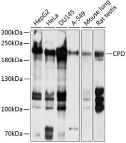 CPD Antibody - BSA Free, Novus Biologicals:Antikörper:Primärantikörper