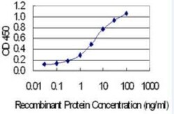 CPNE3 Antibody (4F4), Novus Biologicals 100 &mu;g | Buy Online | Novus Biologicals | Fisher Scientific