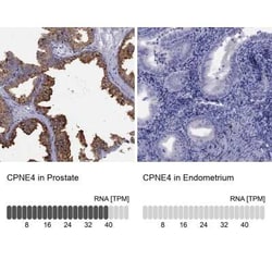 CPNE4 Antibody, Novus Biologicals:Antibodies:Primary Antibodies