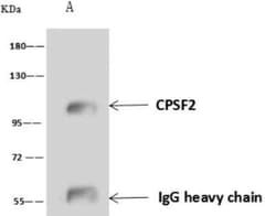 CPSF2 Antibody, Novus Biologicals:Antibodies:Primary Antibodies