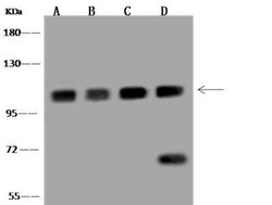 CPSF2 Antibody, Novus Biologicals:Antibodies:Primary Antibodies