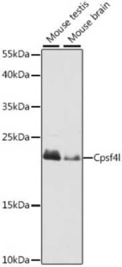 CPSF4L Antibody - Azide and BSA Free, Novus Biologicals:Antibodies:Primary