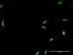 CPSF6 Antibody (1C5), Novus Biologicals 0.1 mg | Buy Online | Novus Biologicals | Fisher Scientific