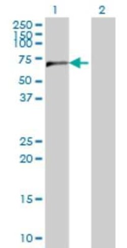 CPSF6 Antibody (3F11), Novus Biologicals 0.1 mg | Buy Online | Novus Biologicals | Fisher Scientific