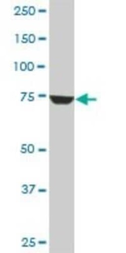 CPSF73 Antibody (6E6), Novus Biologicals 0.1 mg, Unconjugated:Antibodies,